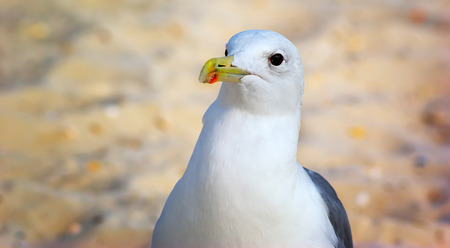 seagull near the coast