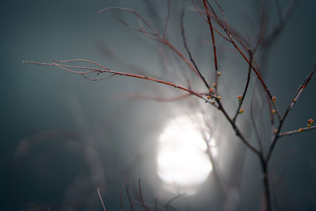 dry branches and sun. abstraction