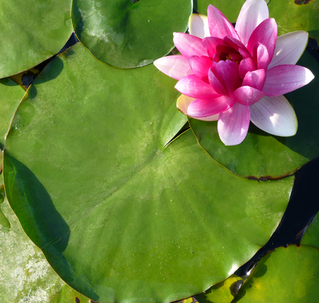 lotus flower and leaves on waterの写真素材