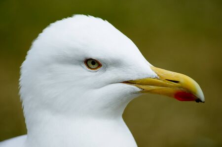 seagull profile on green backgroundの写真素材