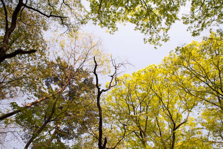 Woodsの写真素材