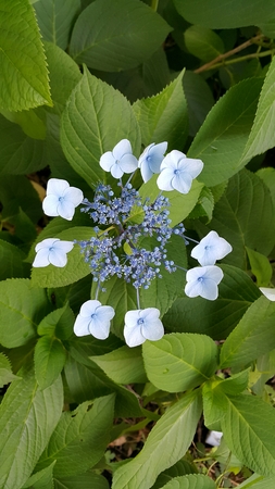 Star shape little flower near Kawaguchiko lakeの写真素材