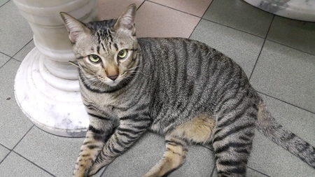 The emotionless cat ask for leave me aloneの写真素材