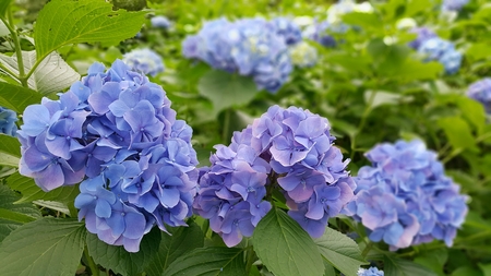 kawaguchiko blue blossomの写真素材