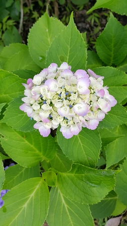 kawaguchiko two color blossom