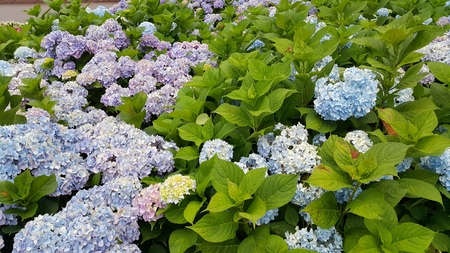 kawaguchiko beautiful blossomの写真素材