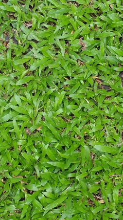 Green grass texture.の写真素材