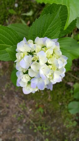 Kawaguchiko two color blossom.の写真素材