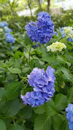 Kawaguchiko blue flowerの写真素材