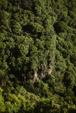 jungleの写真素材