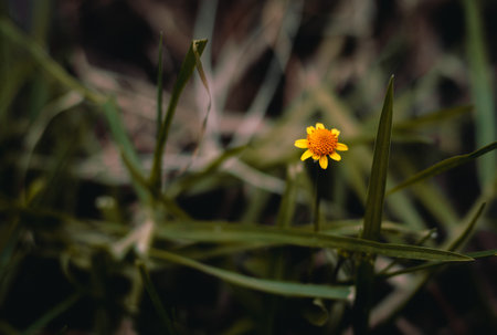 garden flowerの写真素材