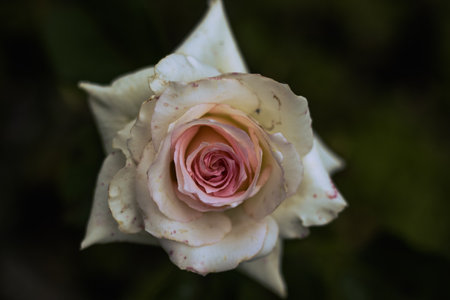 garden flowerの写真素材