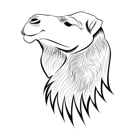 Lined Camel Head Illustrationのイラスト素材