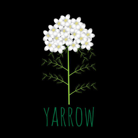 white yarrow flower vector illustrationのイラスト素材