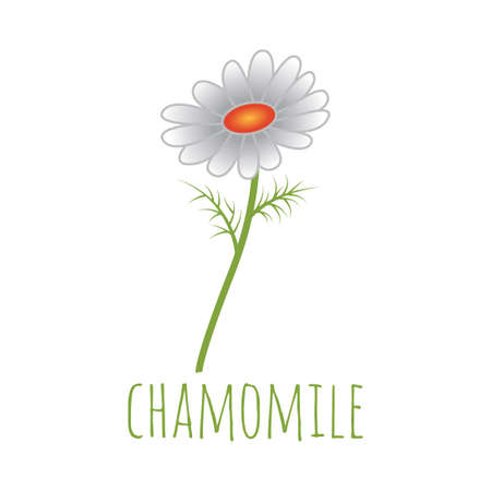 white chamomile flower vector illustrationのイラスト素材
