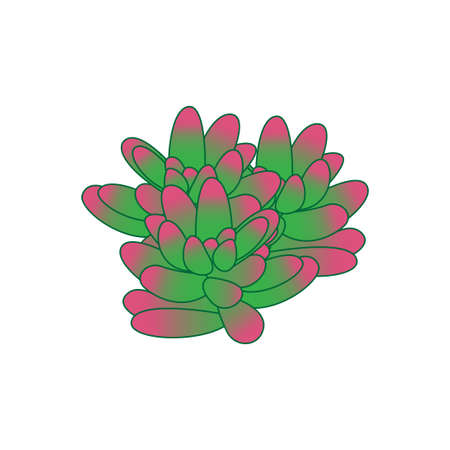 beautiful green succulent cactus templateのイラスト素材