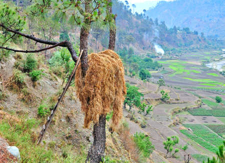 heap of straw kept on the trunk of treeの写真素材