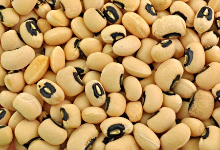 pile of dried seeds of cow pea beanの写真素材