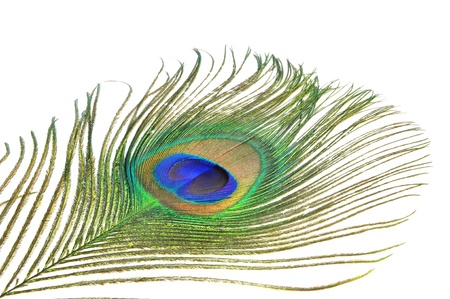 close up of peacock feather isolated on white の写真素材