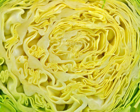 close up of curled pattern of arrangement of leaves in green cabbage