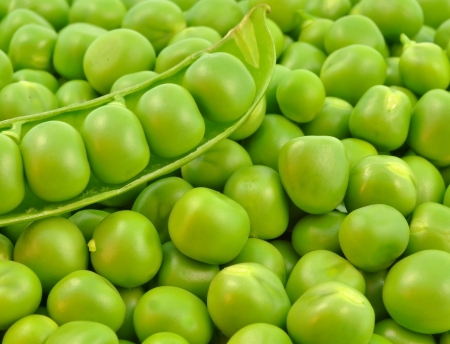 close up of split pod of sweet peaの写真素材