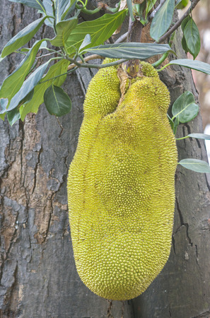 close up of whole Jackfruit
