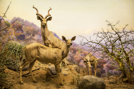 New York City, American Museum Of Natural Historyのeditorial素材