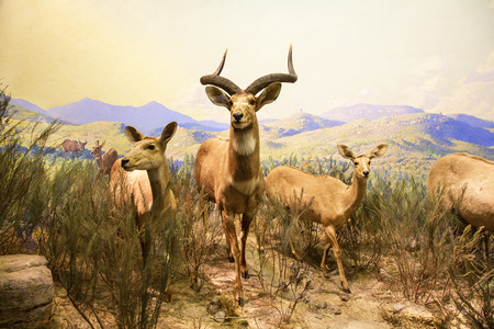 New York City, American Museum Of Natural Historyのeditorial素材
