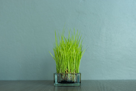 Green rice grass are planted on dried coconut as decoration. Put on the wooden table