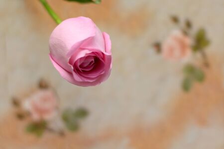 Happy Valentine's Day with rose backgroundの写真素材