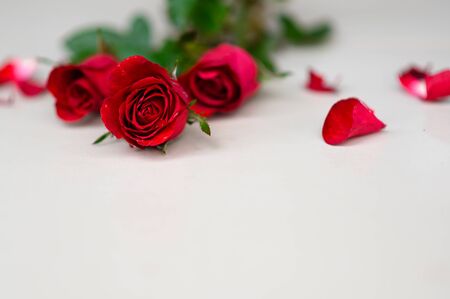 Happy Valentine's Day with rose backgroundの写真素材