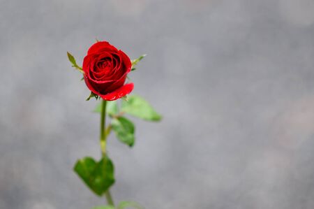 Happy Valentine's Day with rose backgroundの写真素材