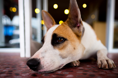 The dog.の写真素材