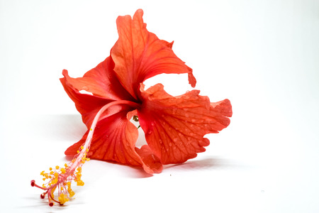 bright large flower of red hibiscus isolated on white background.の写真素材