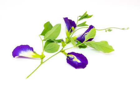 Butterfly pea flower, This flower can coloring matter in Thai dessert having blue and purple colorの写真素材