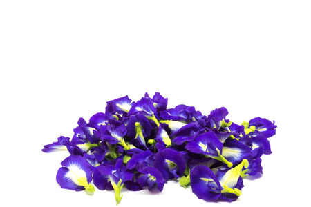 Butterfly pea flower, This flower can coloring matter in Thai dessert having blue and purple colorの写真素材