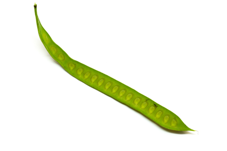 White Popinac seeds on white background with clipping path. (Leucaena leucocepphala)の写真素材