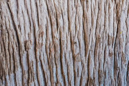 The bark of the tree on the riversideの写真素材