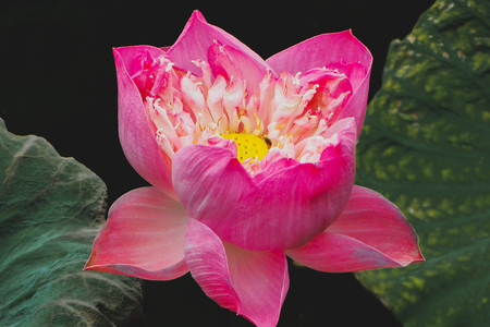 Pink Lotus flower beautiful.の写真素材