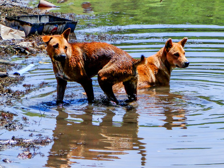 Running dog in water.の写真素材