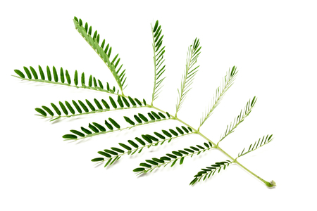 Thai local vegetable, Senegalia pennata or Acacia Leucaena or Cha-om (Thai Language) isolate on white backgroundの写真素材
