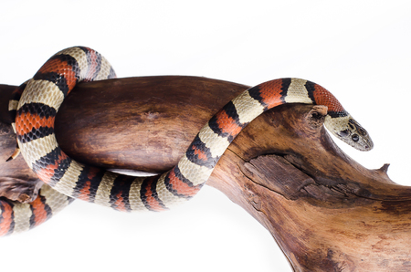 Sinaloan milk snake isolated on the white backgroundの写真素材