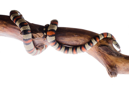 Sinaloan milk snake isolated on the white backgroundの写真素材
