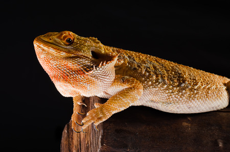 agama lizard australian dragonの写真素材