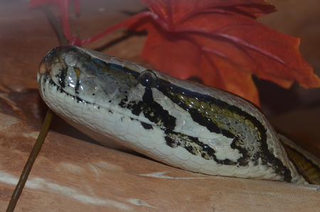 tiger pithonの写真素材