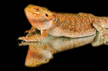 agama lizard mirrorの写真素材