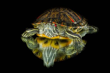 turtle on mirrrorの写真素材