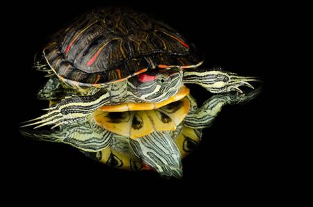 turtle on mirrrorの写真素材