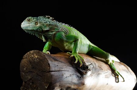 green iguana on branchの写真素材