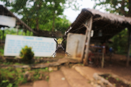 Black and yellow spider in tropical forest on Camotes Islands, Philippinesの写真素材